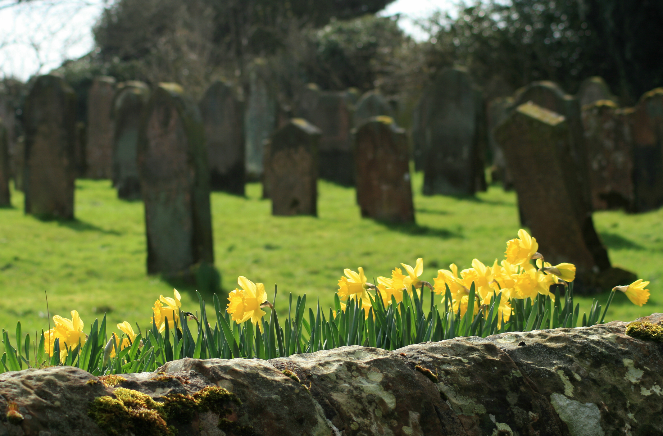 Cemetary. Headstones. Yellow daffodils.